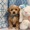 Adorable Cavapoo Sprout Puppy