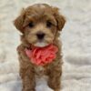 Buttercup - Image 4