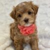 Buttercup - Image 5