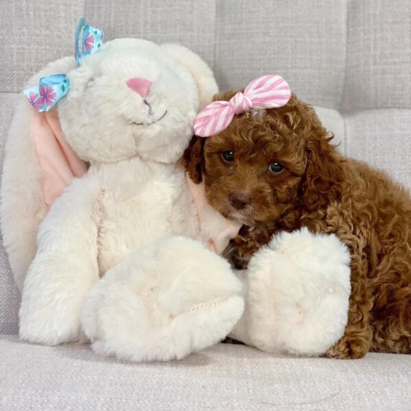 Daisy