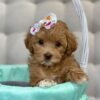 Buttercup - Image 3