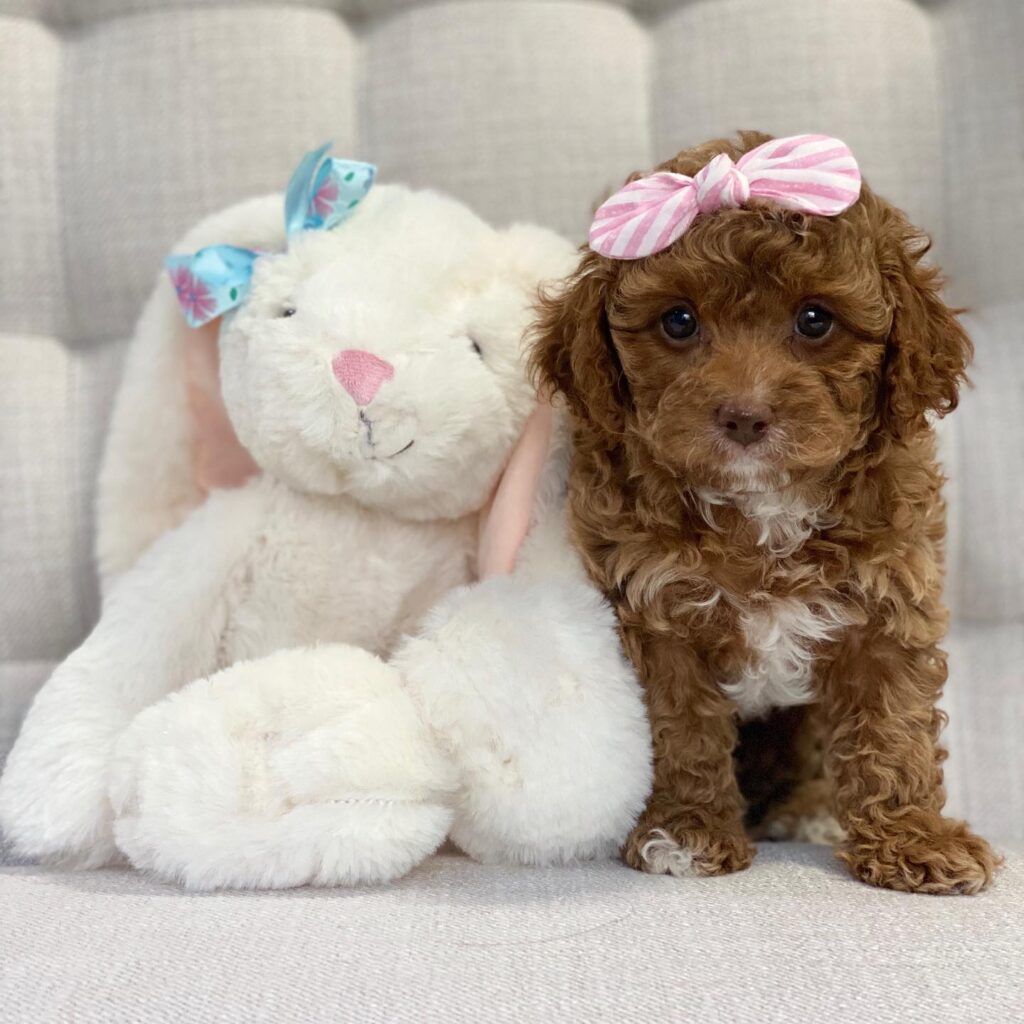 Adorable Cavapoo Daisy Puppy
