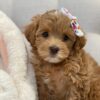 Cavapoo Buttercup puppy in the USA