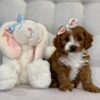 Cavapoo breeder USA
